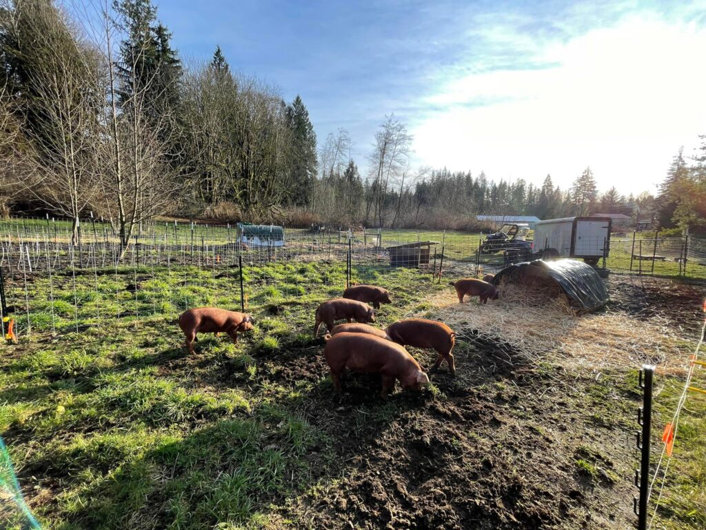 Red Wattle Pigs